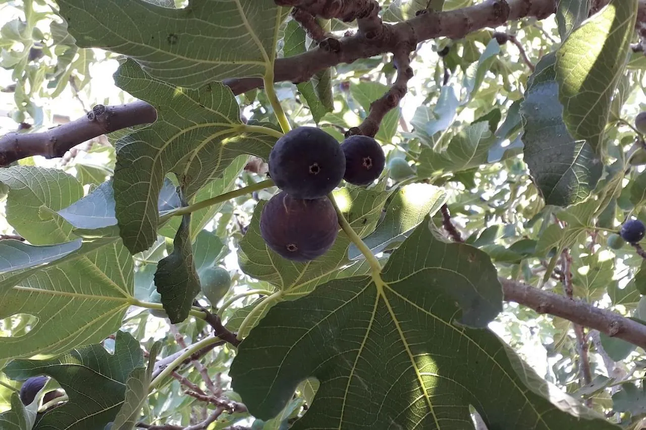 Finca Riodiel Gibraleon